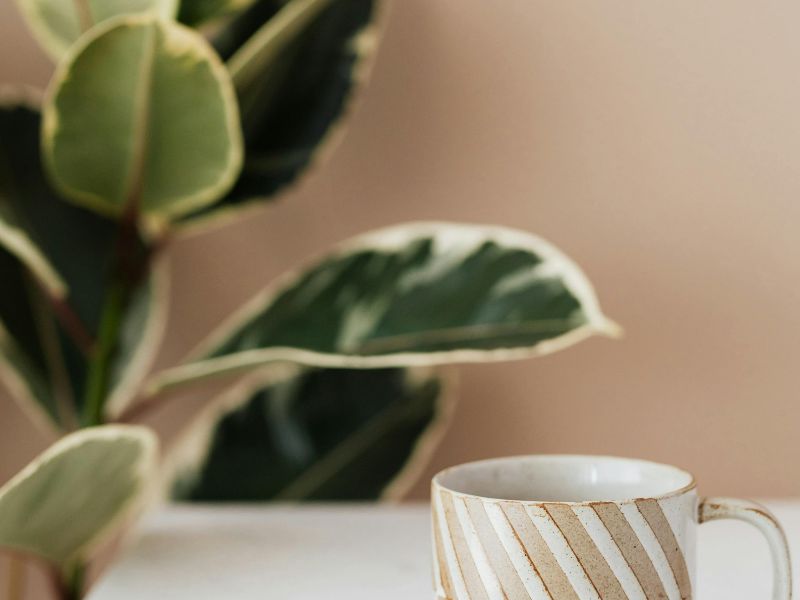 Planten in huis: waarom ze je woning gezonder maken