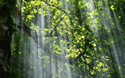 Wat doet daglicht met je humeur en gezondheid?