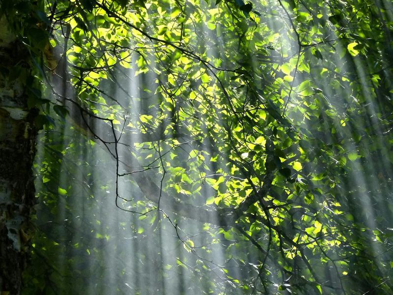 Wat doet daglicht met je humeur en gezondheid?