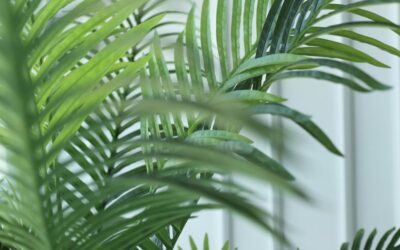 Planten die écht helpen bij luchtzuivering: wat werkt en wat niet