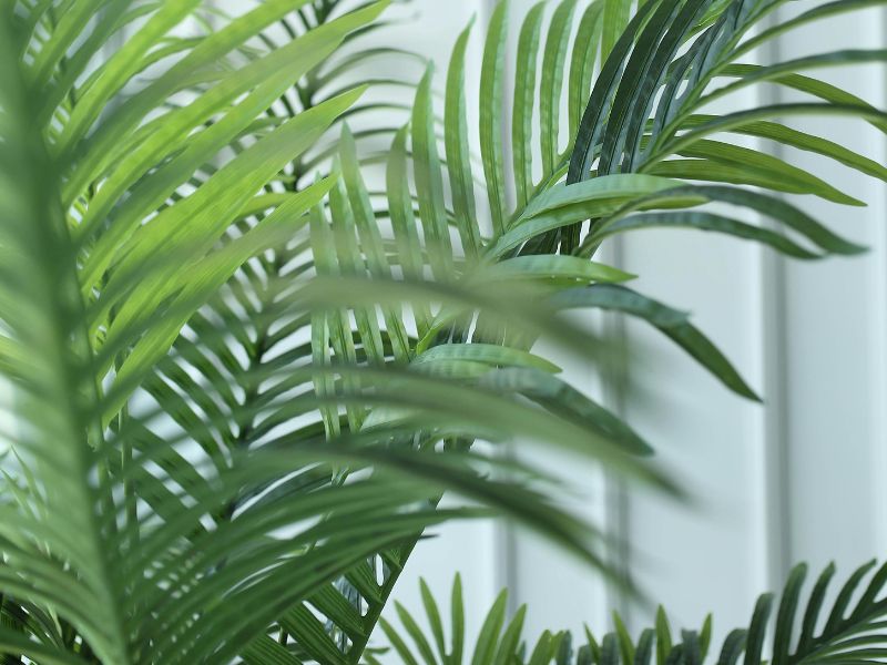 Planten die écht helpen bij luchtzuivering: wat werkt en wat niet